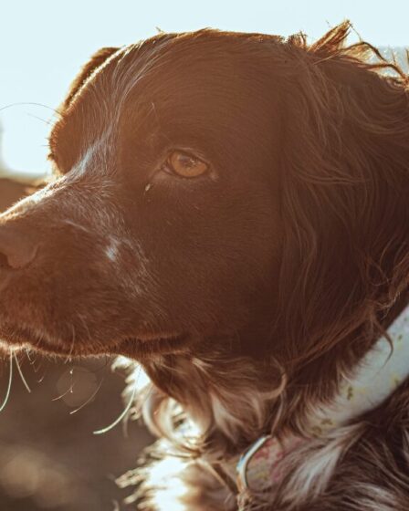 O Dia Muncial do Cão será comemorado em 26 de Agosto