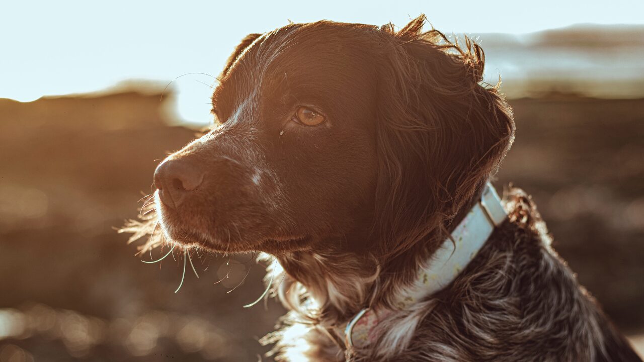 O Dia Muncial do Cão será comemorado em 26 de Agosto