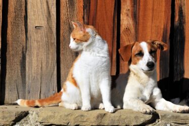 Hoje 15-08 é o Dia do Animal Abandonado