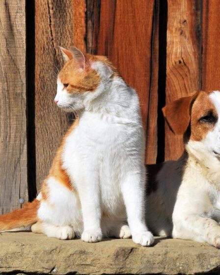 Hoje 15-08 é o Dia do Animal Abandonado