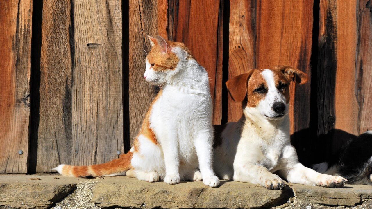 Hoje 15-08 é o Dia do Animal Abandonado