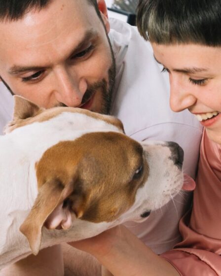 Famílias dos EUA estão priorizando Filhos de Quatro Patas