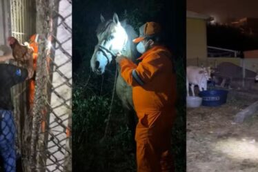 ONG resgata animais em incêndio
