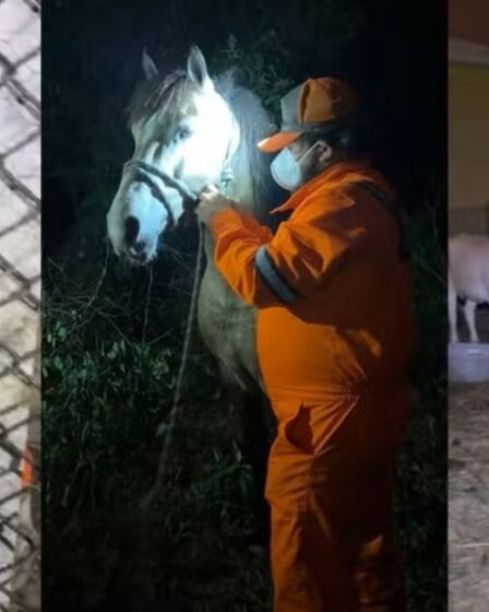 ONG resgata animais em incêndio