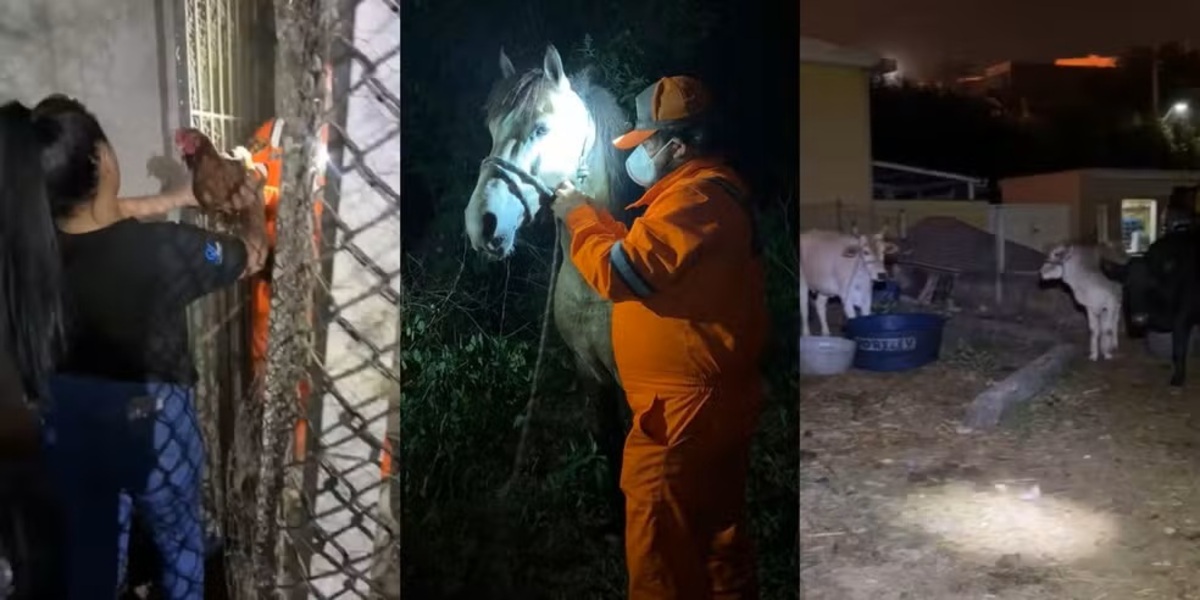 ONG resgata animais em incêndio