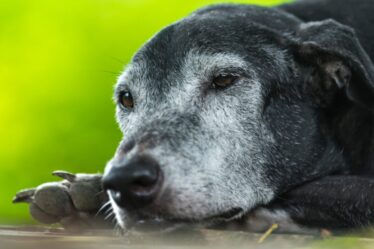 A Longevidade em Pets dependem de vários fatores
