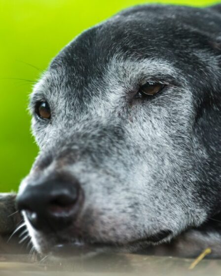 A Longevidade em Pets dependem de vários fatores