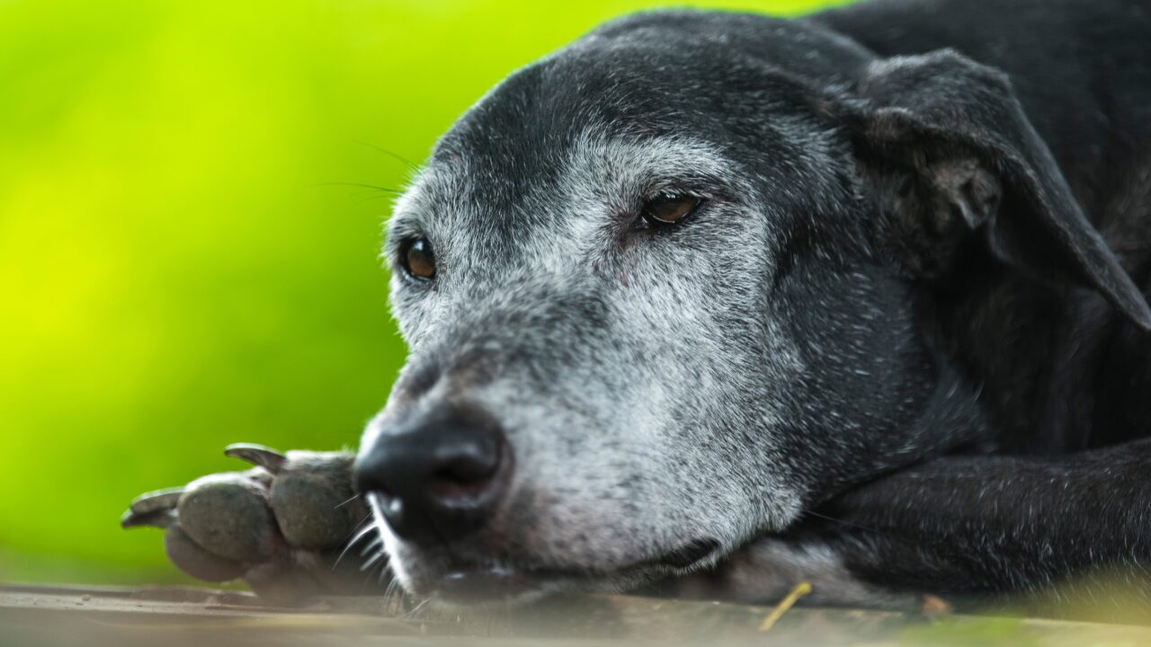 A Longevidade em Pets dependem de vários fatores