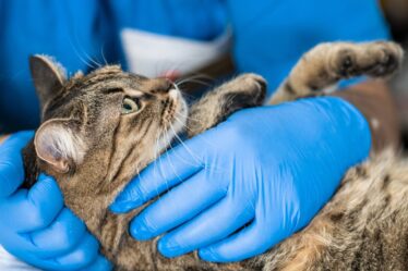 Obstrução Uretral Felina: Lorazepam Pode Ajudar a Prevenir?