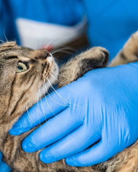 Obstrução Uretral Felina: Lorazepam Pode Ajudar a Prevenir?