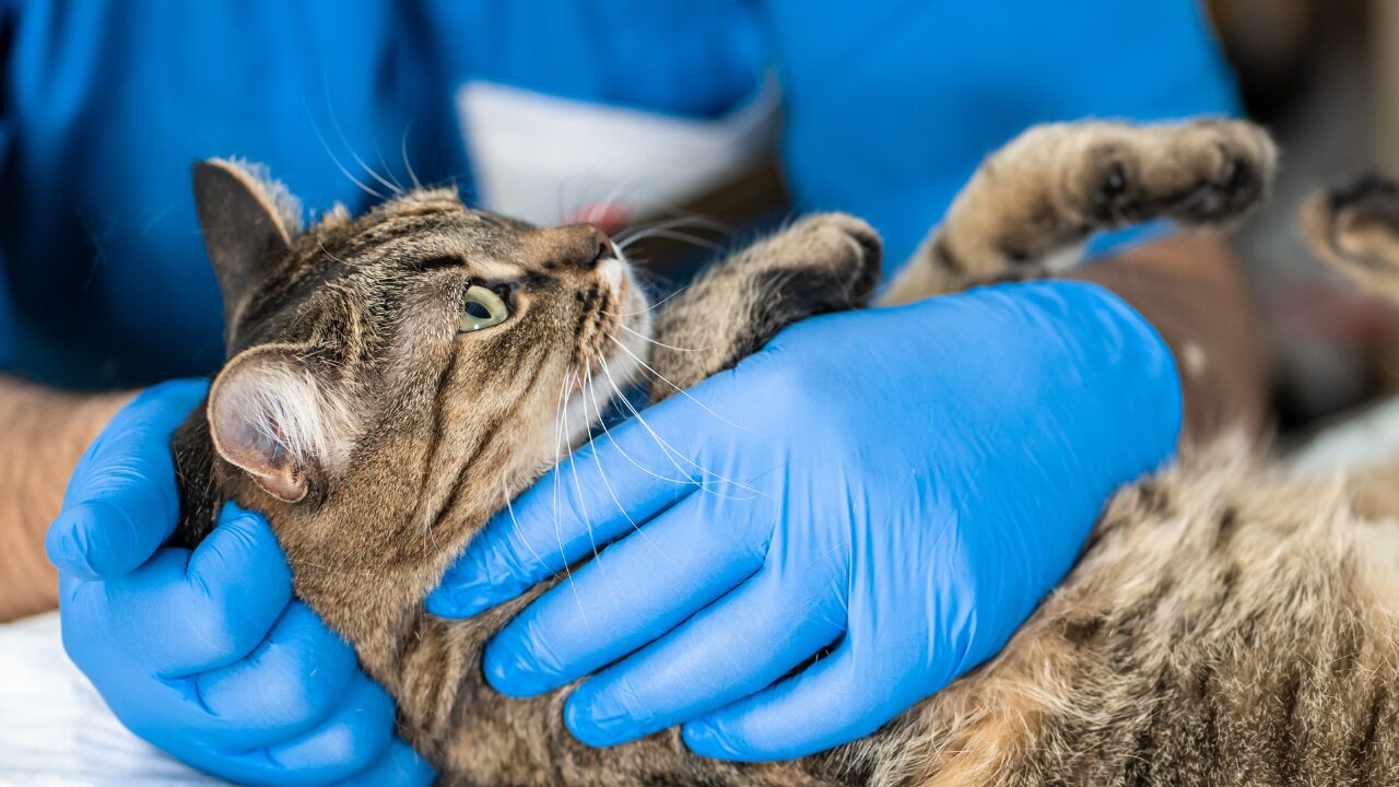 Obstrução Uretral Felina: Lorazepam Pode Ajudar a Prevenir?
