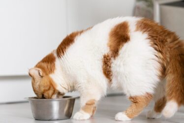 A Purina Fancy Feast® está ampliando seu portfólio de produtos goumert para gatos