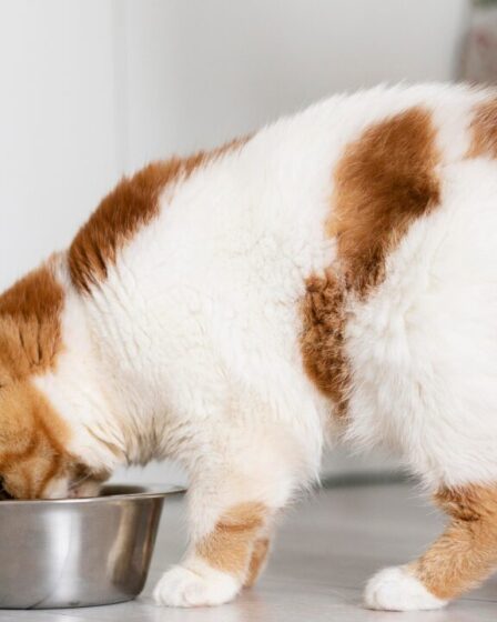 A Purina Fancy Feast® está ampliando seu portfólio de produtos goumert para gatos