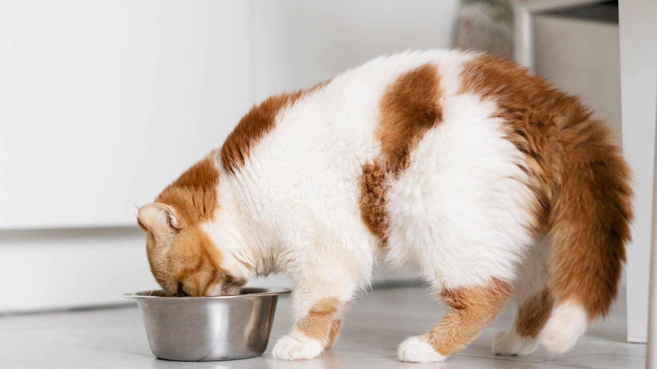 A Purina Fancy Feast® está ampliando seu portfólio de produtos goumert para gatos