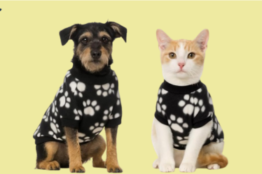 Como Proteger Seu Pet do frio
