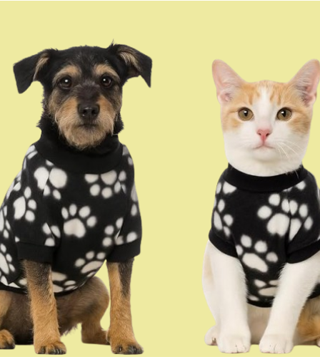 Como Proteger Seu Pet do frio