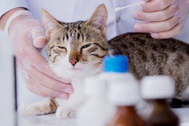 Agora é lei, São Paulo aprova atendimento veterinário gratuito particular
