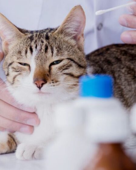 Agora é lei, São Paulo aprova atendimento veterinário gratuito particular