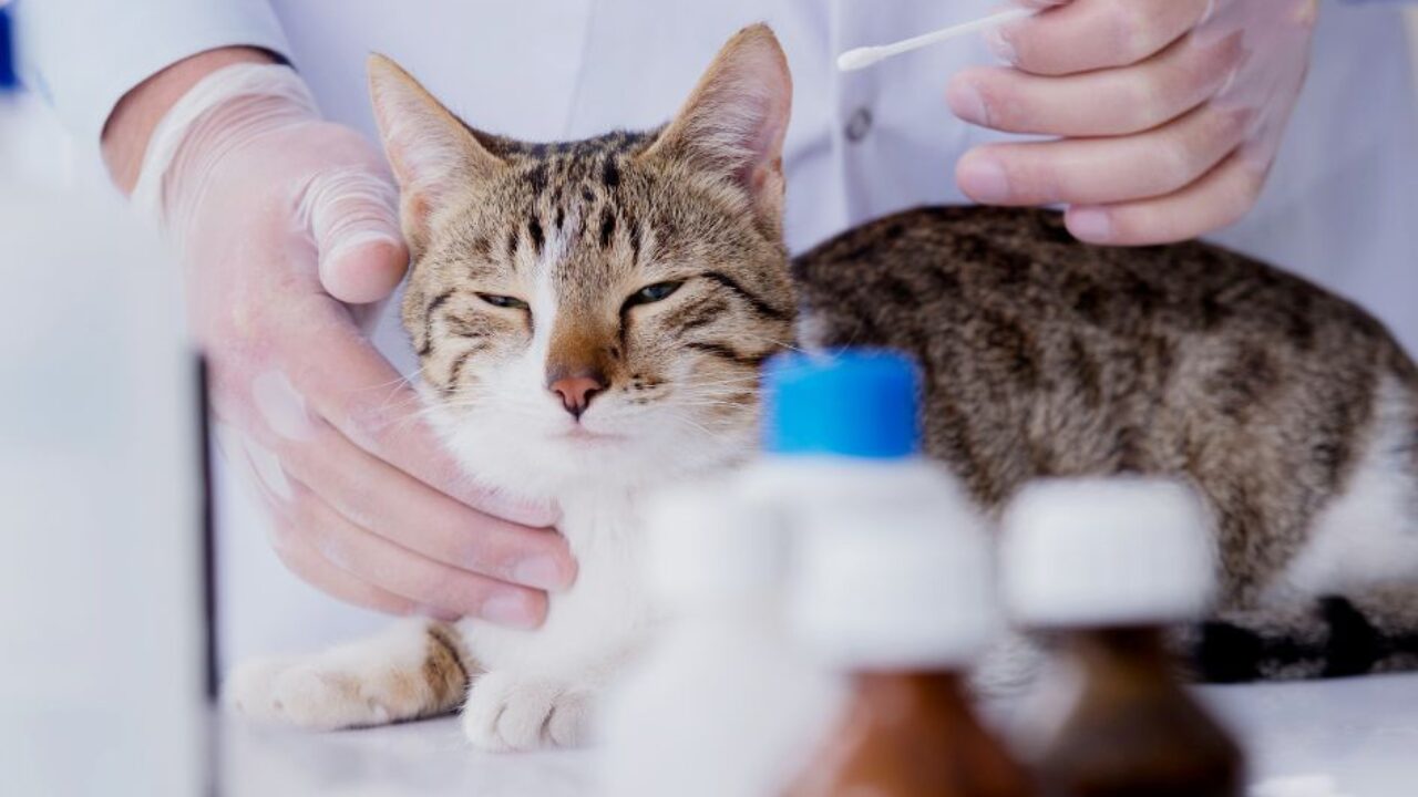 Agora é lei, São Paulo aprova atendimento veterinário gratuito particular