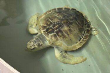 Tartaruga-de-Kemp Retorna ao Golfo do México
