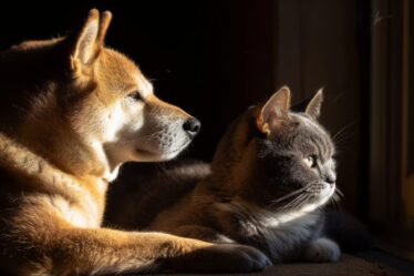 Conheça os pilares para a longevidade para cães e gatos Viver Mais