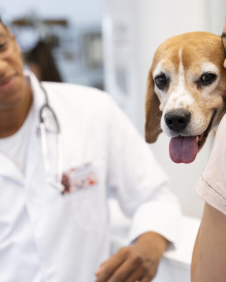 As decisões diárias dos tutores têm um impacto significativo na expectativa de vida e no bem-estar dos pets.