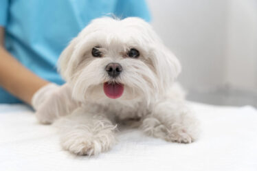 Lançamento do convless promete dar mais saúde em pets no Brasil