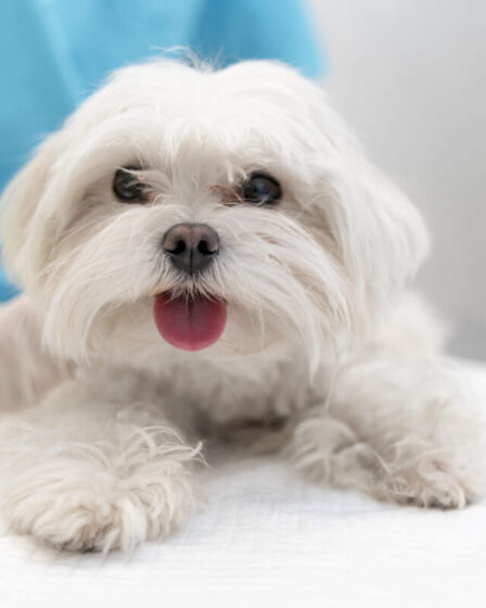 Lançamento do convless promete dar mais saúde em pets no Brasil