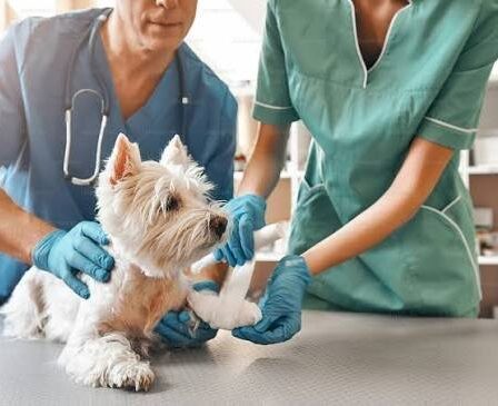 Medicina Preventiva para Pets
