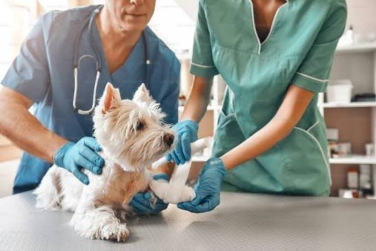 Medicina Preventiva para Pets
