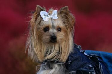 Yorkshire Terrier
