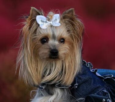 Yorkshire Terrier