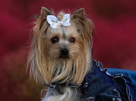 Yorkshire Terrier