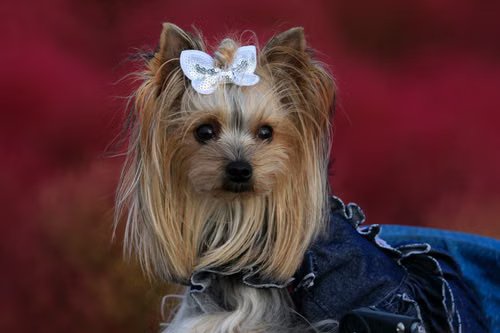 Yorkshire Terrier