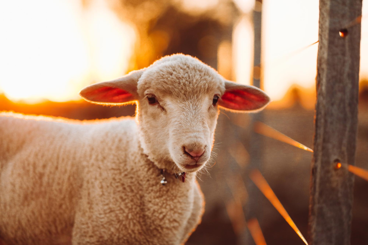 Parlamento Catalão proibe pele de animais