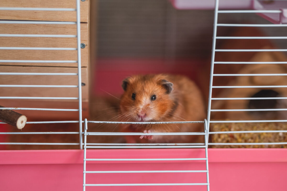 Instinto de Ocultação da Dor em Animais de Estimação